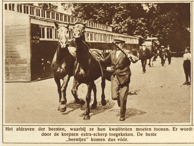 300979 Afbeelding van het afdraven van paarden op de paardenmarkt op het Vredenburg te Utrecht.
